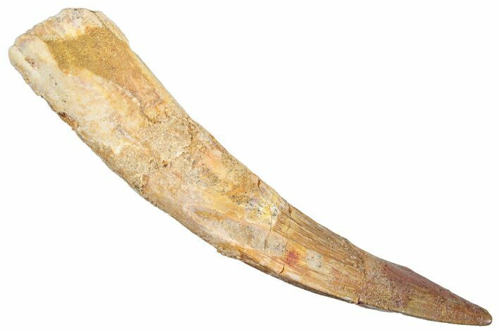 Real Fossil Spinosaurus Tooth - Rooted Tooth #268898